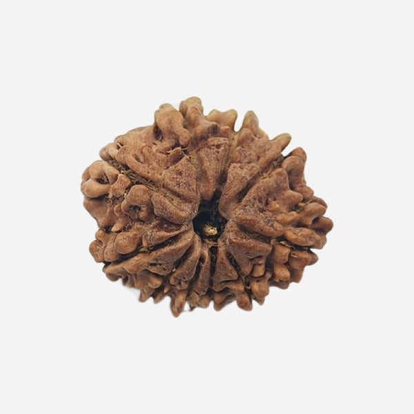 10 Face Rudraksha