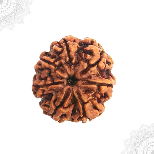 7 Face Rudraksha
