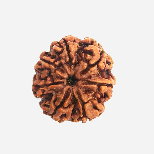 7 Face Rudraksha