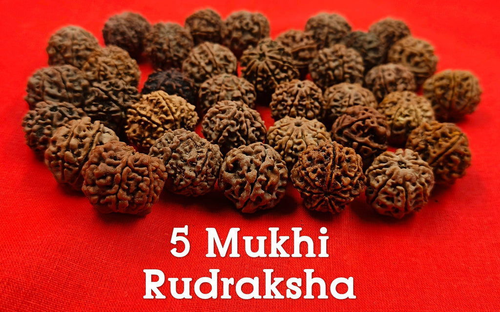 Know the Spiritual Significance and Benefits of 5 Mukhi Rudraksha