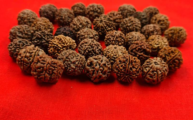 The Power of Rudraksha: Why Do Aghoris Wear Rudraksha?