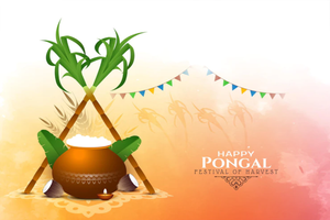 Pongal festival celebration 2023